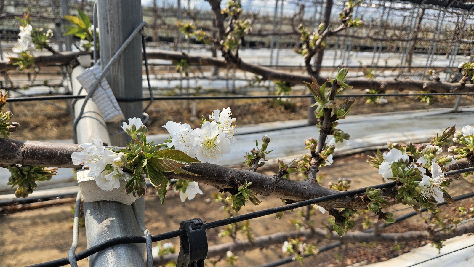 논산 체리 농장
